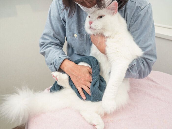 おなかのケアをされている猫