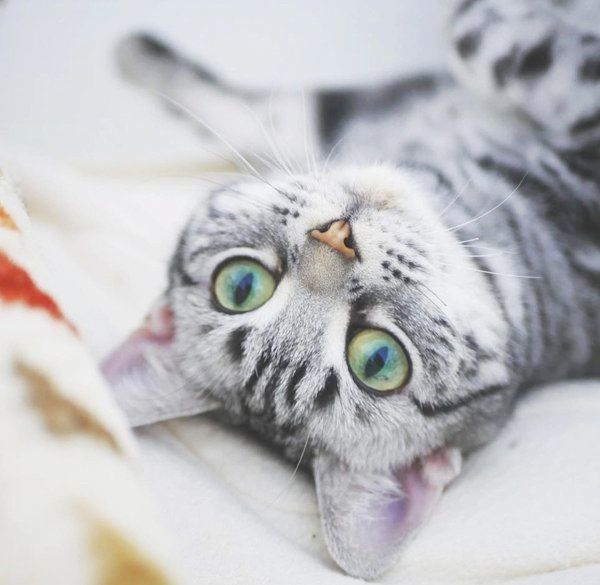 元保護猫・ごまちゃん