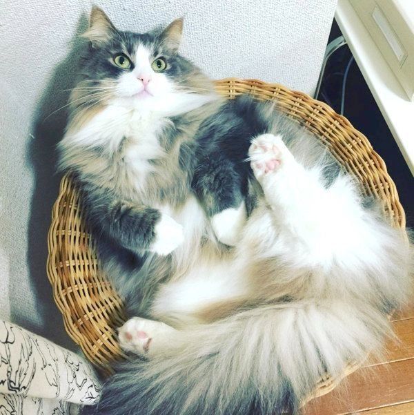 くつろぐノルウェージャンフォレストキャット