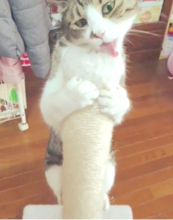 マタタビが好きな猫