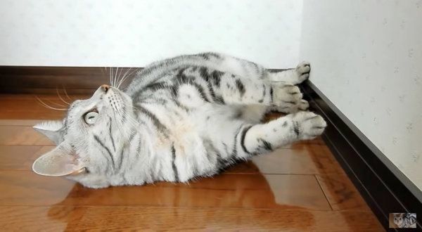 飼い主さんを助けるアメリカンショートヘア