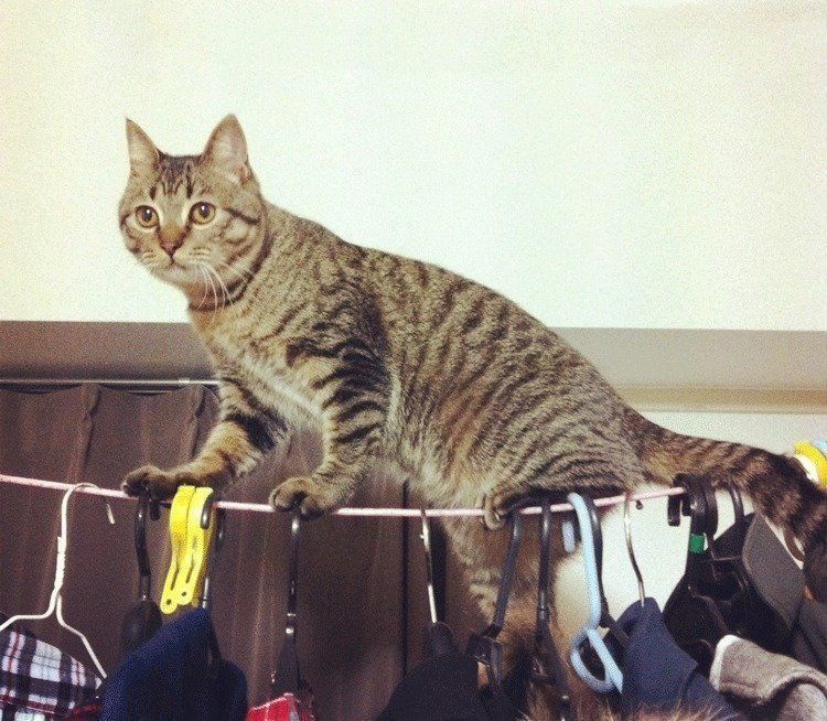 ぐぐちゃんの写真