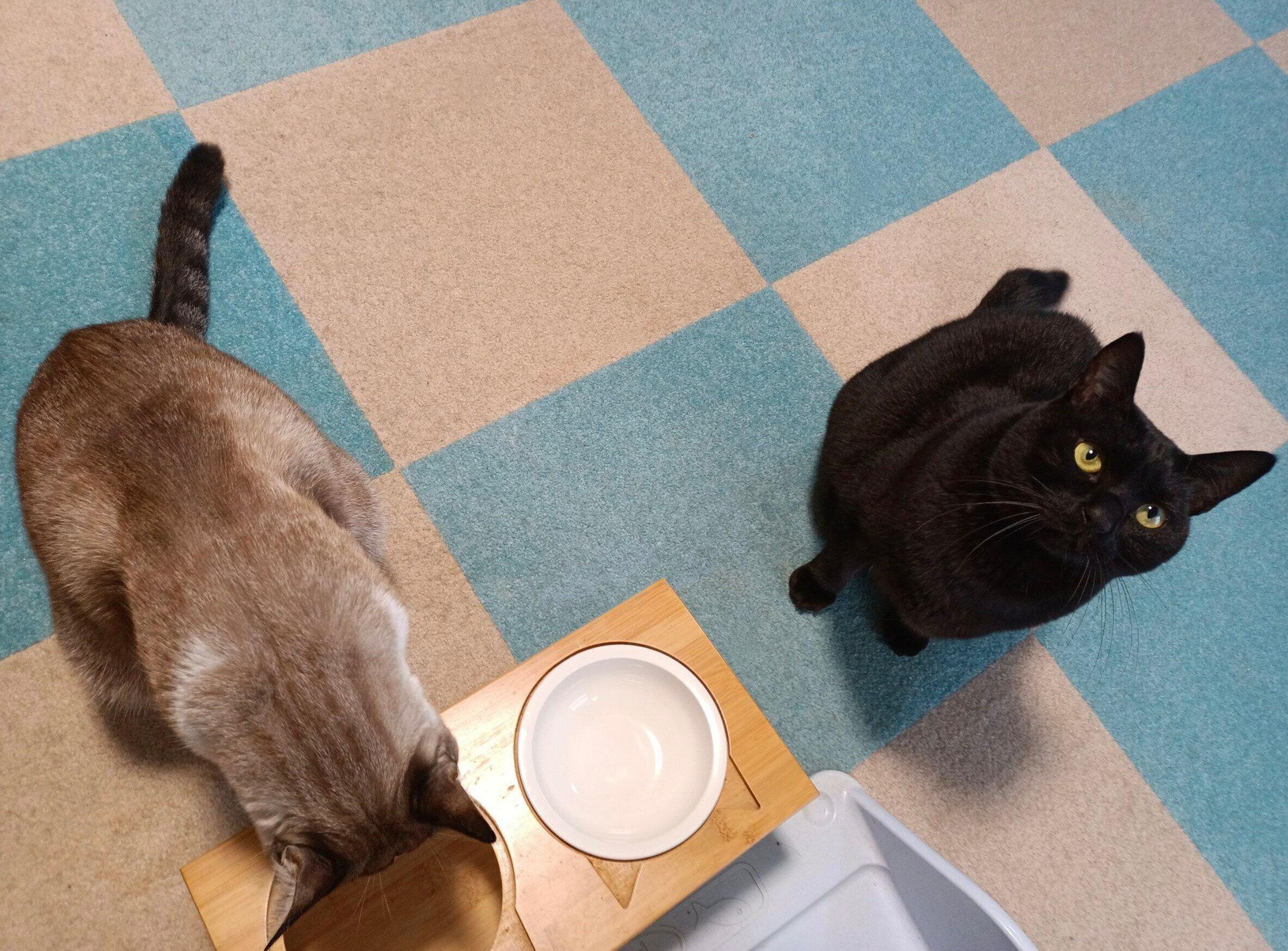 食器台の前にいる柱太郎くん