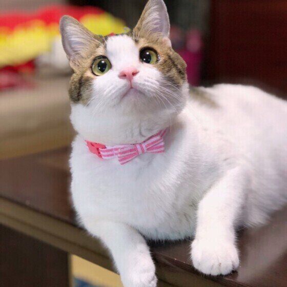 見つめるキジトラ