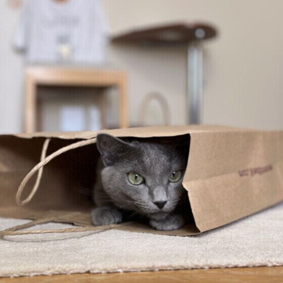 ロシアンブルーのチェダーくん