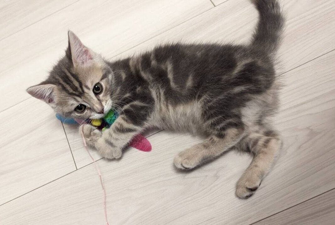 生後2カ月のスコティッシュフォールド