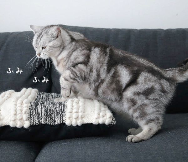 猫からのYESサインとは