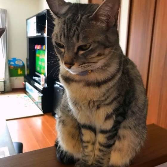 お腹が茶色っぽいサバトラ