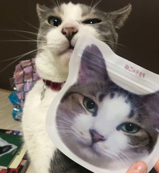 スリスリする猫