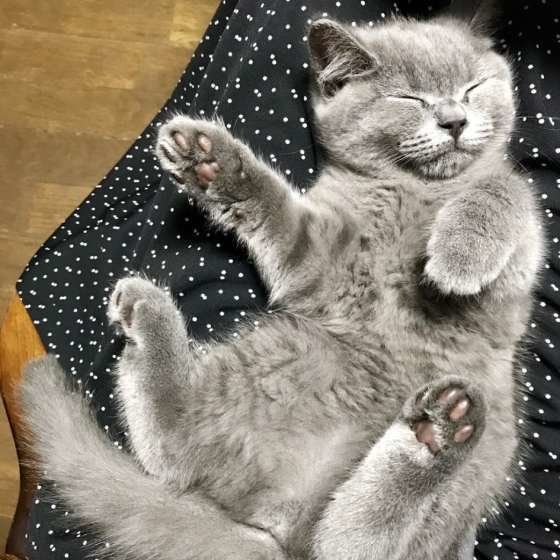 へそ天するブリティッシュショートヘア