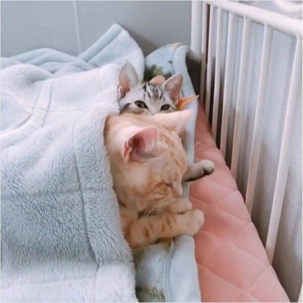 素っ気ない反応をするみたらしくん、しらたまくん、くろみつくん
