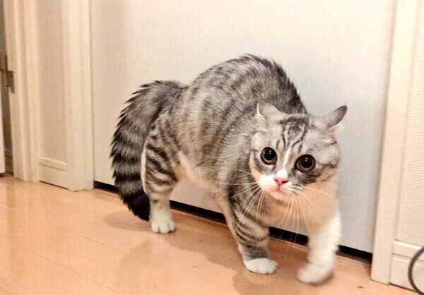 やんのかポーズをするゆずさん