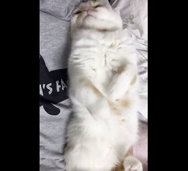 背筋を伸ばすホイップクリームちゃん