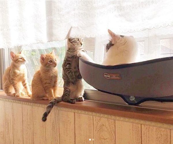 順番待ちするふうくん、いなりくん、そうくん