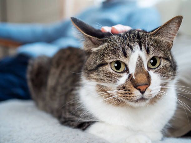 頭をなでられる猫