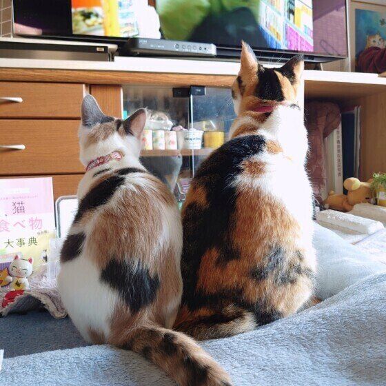 テレビを見るミーちゃん（MIX）