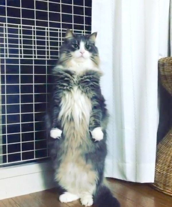 直立不動のノルウェージャンフォレストキャット