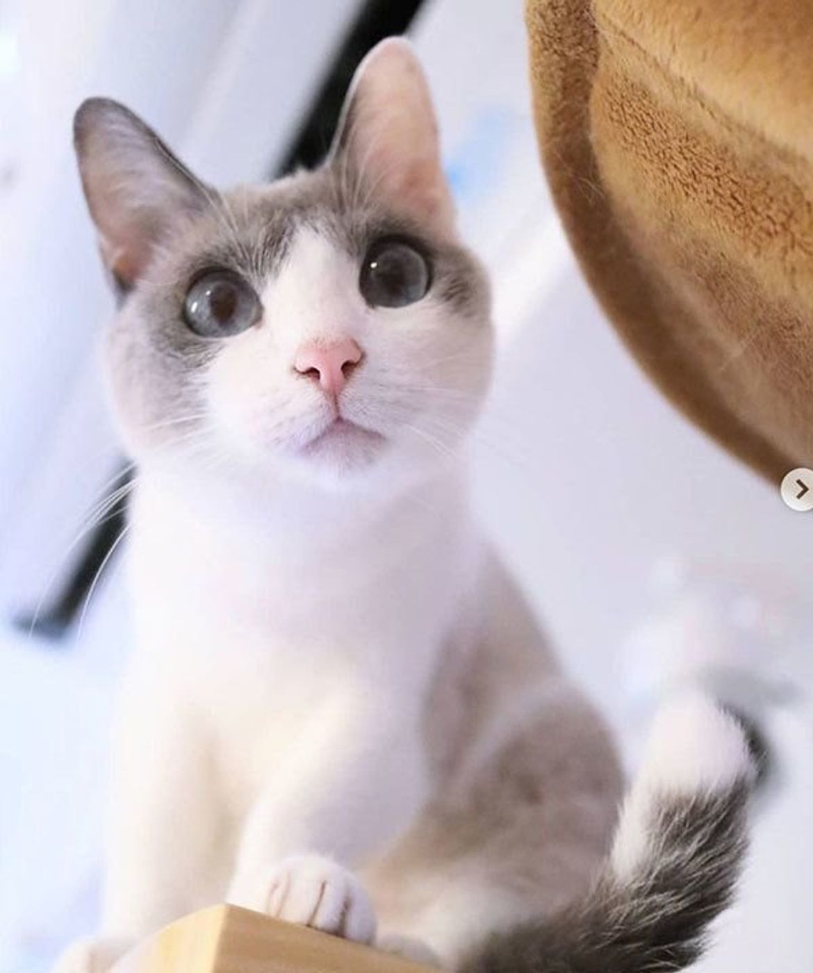 コブラみたいに顔が豹変 ニャンコの謎行動におもしろ事実も ねこのきもちweb Magazine コブラみたいに顔が豹変 ニャンコの謎行動におもしろ事実も ねこのきもちweb Magazine
