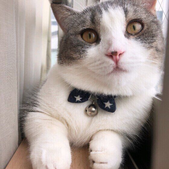 見つめるマンチカン