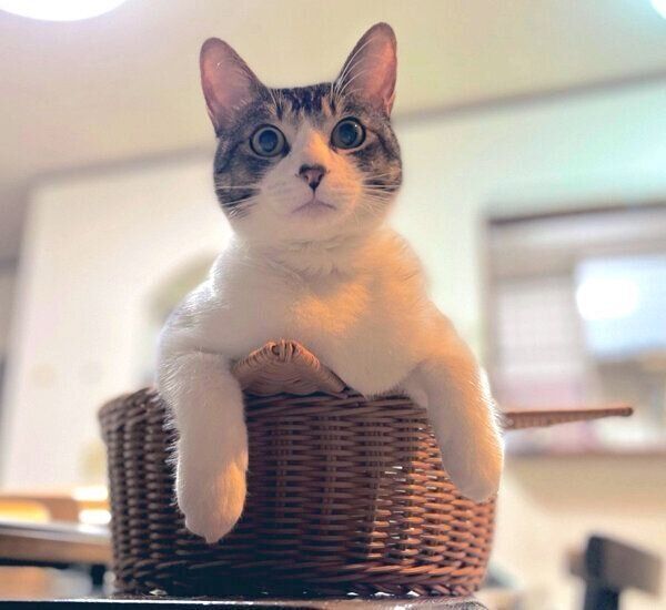 メッシくん