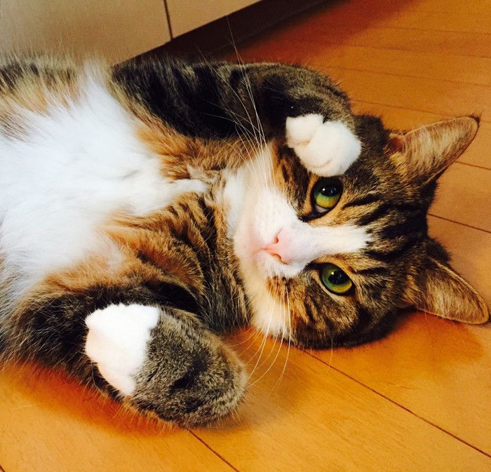 キャットフード中の肉副産物