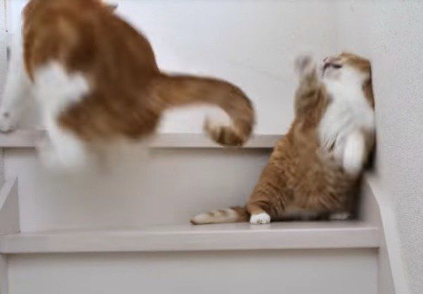 息子のしっぽで遊ぶパパ猫