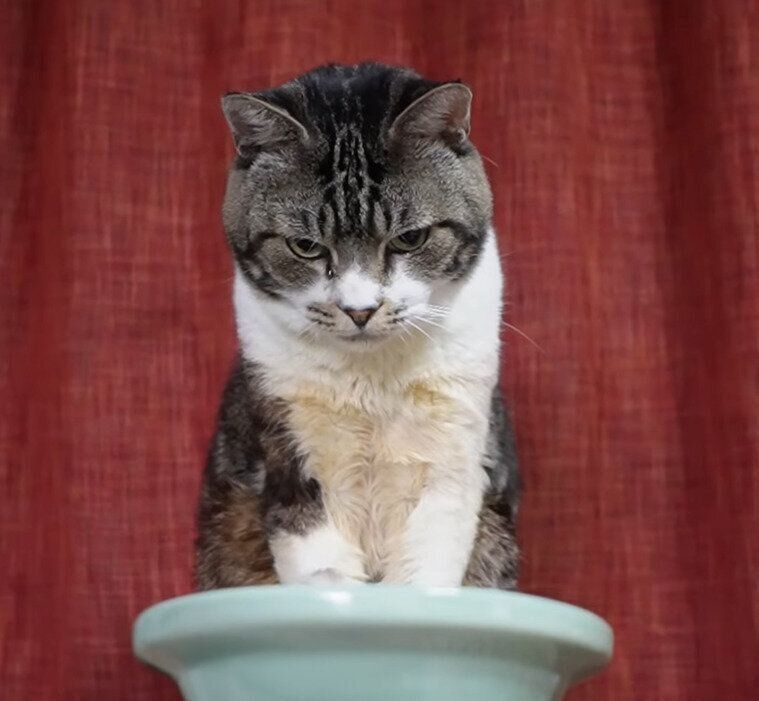 猫　リキちゃん