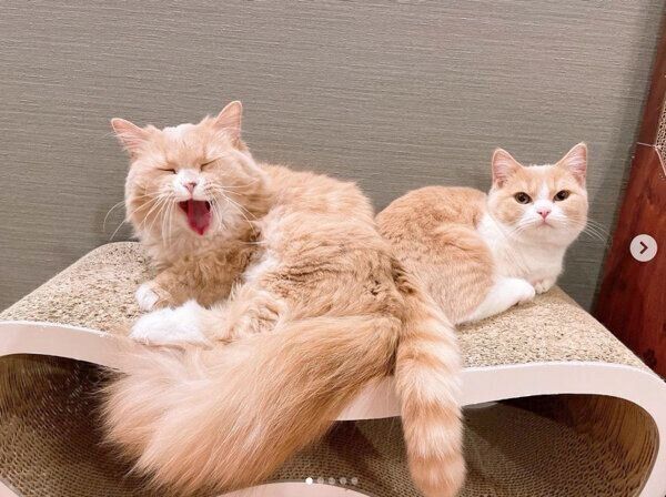 まったりするみりんちゃん、ぽんずちゃん