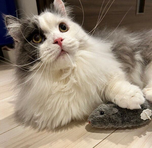 見上げるちゃいくん