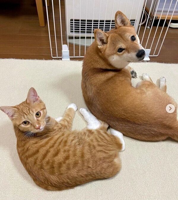 ストーブの前でまったりするりんくんとぷくちゃん