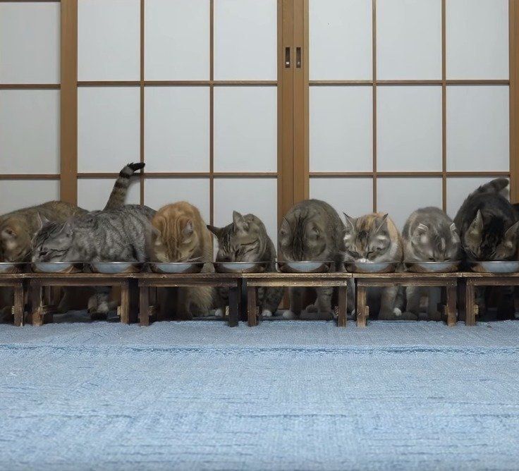 大家族ニャンコの食事風景