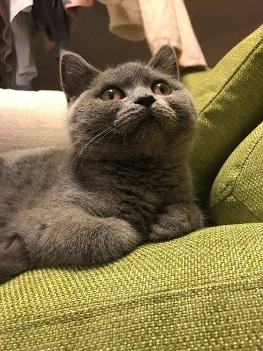 猫のおならが臭いのには原因がある 猫の 臭いおなら と 臭くないおなら ねこのきもちweb Magazine 猫のおならが臭いのには原因がある 猫の 臭いおなら と 臭くないおなら ねこのきもちweb Magazine