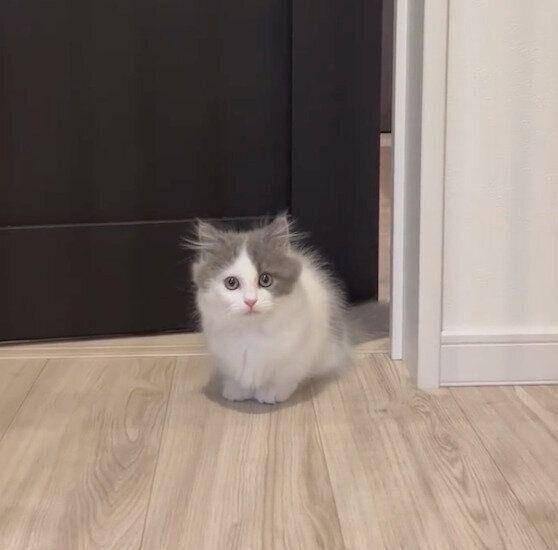 見送りをするはおくん