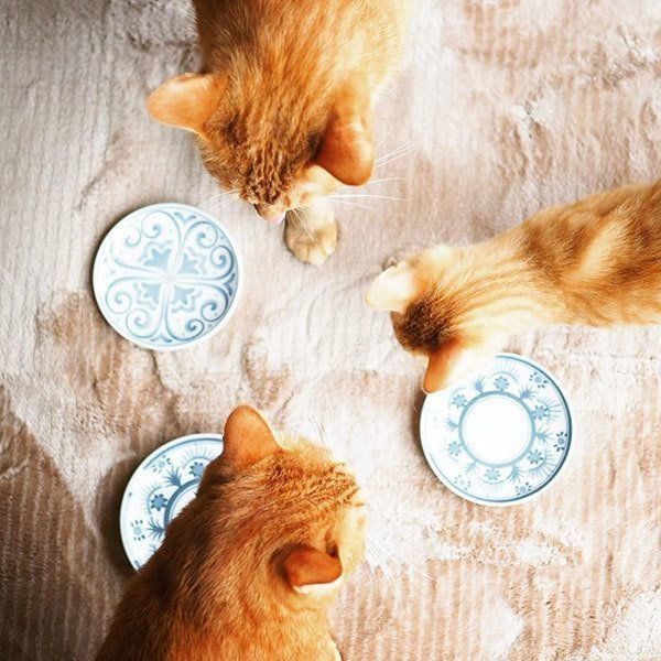 にこいち兄弟としなとらちゃん