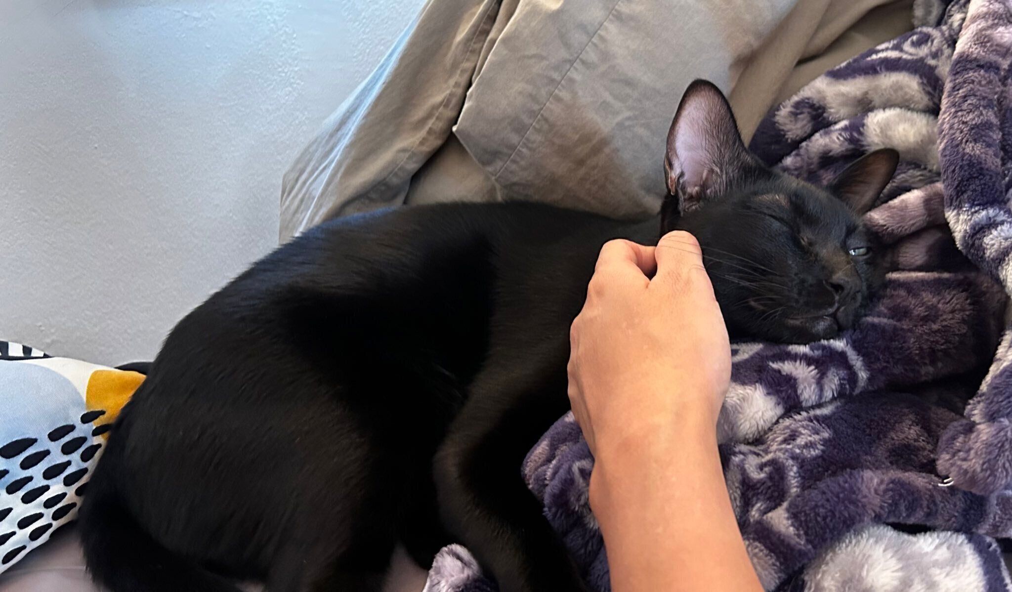 ナデナデを堪能するウニちゃん