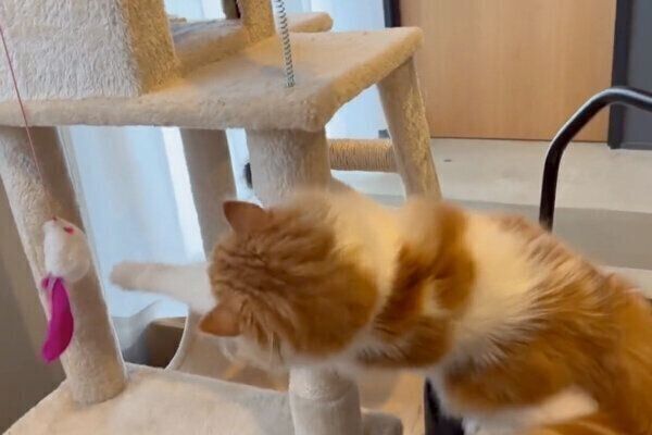 おもちゃで遊ぶノワくん