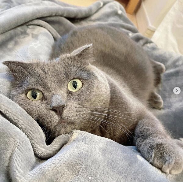 まったりするブルーくん