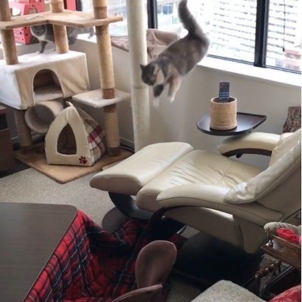 家の中で走り回る猫