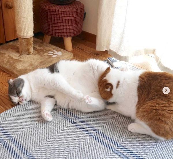 乱闘するスコティッシュフォールド