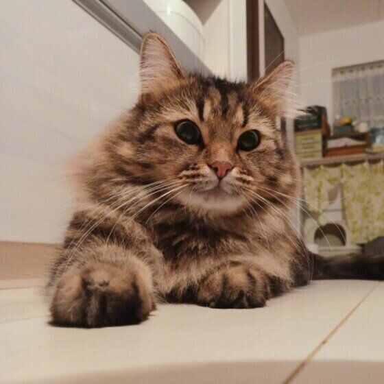 くつろぐサイベリアン