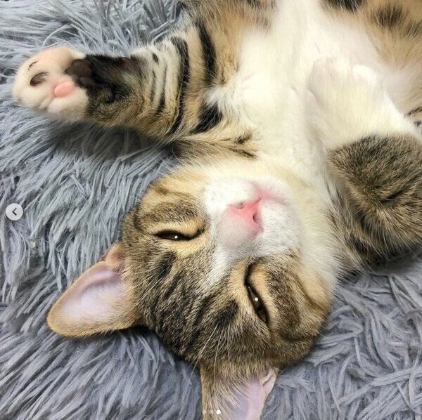 まったりするラムくん