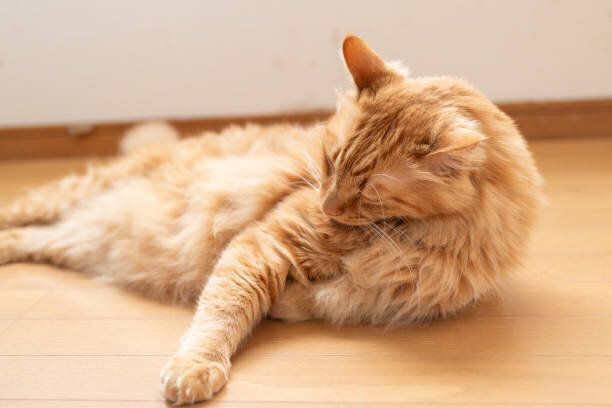 猫のグルーミング