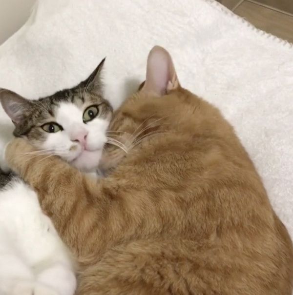 仲良しな兄弟猫