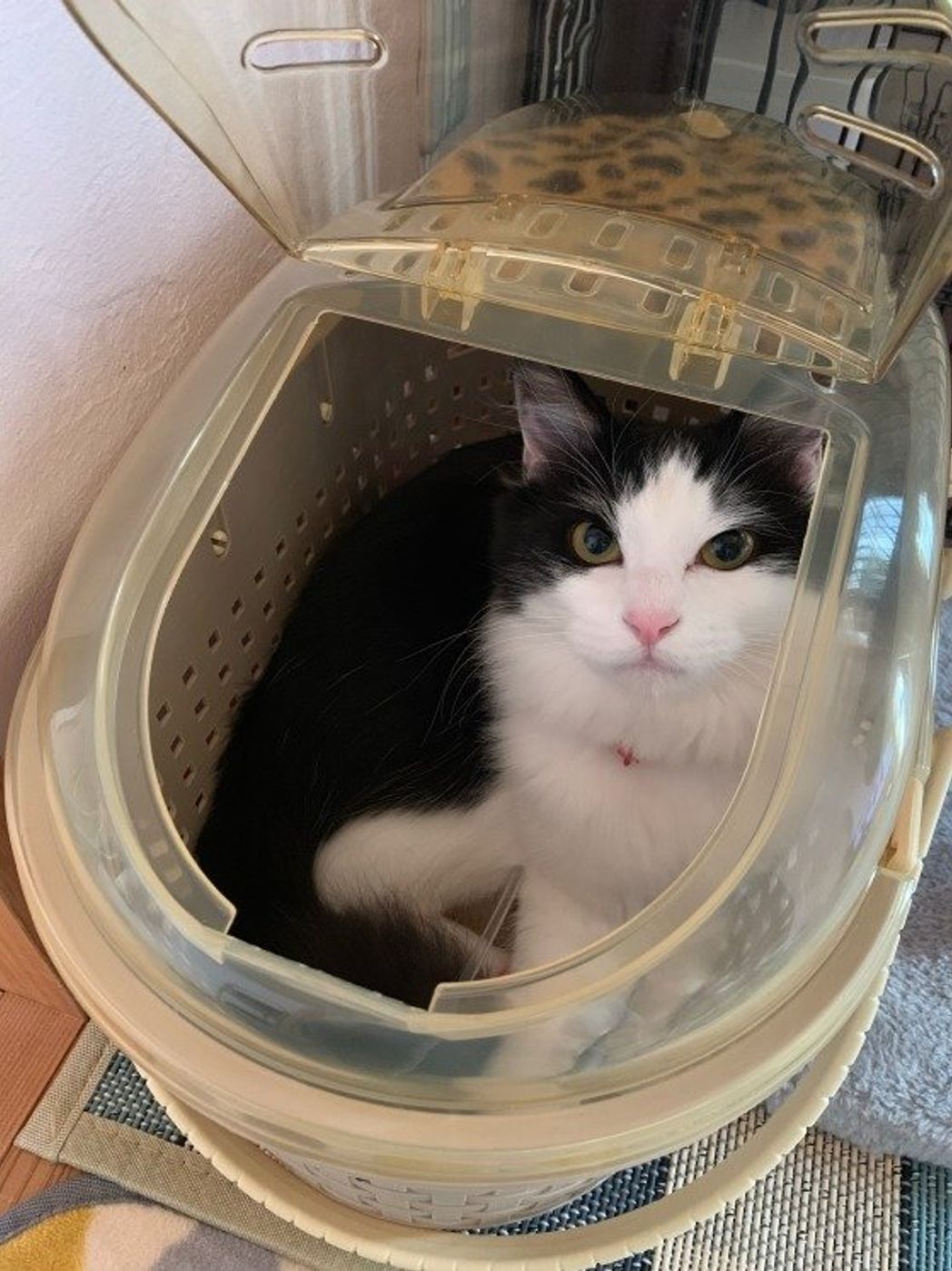 専門家監修 猫のキャリーは必需品 その理由と慣らし方 選び方 ねこのきもちweb Magazine 専門家監修 猫のキャリーは必需品 その理由と慣らし方 選び方 ねこのきもちweb Magazine