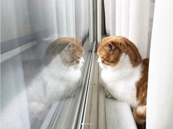 スコティッシュフォールド