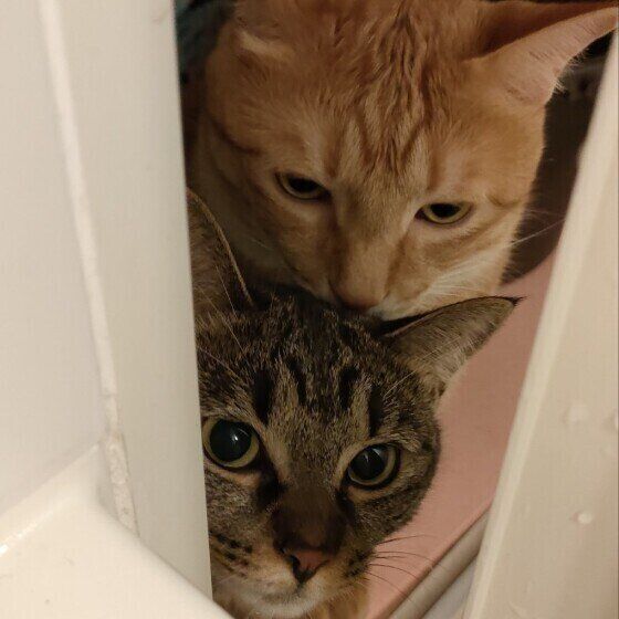 隙間から覗く2匹の猫