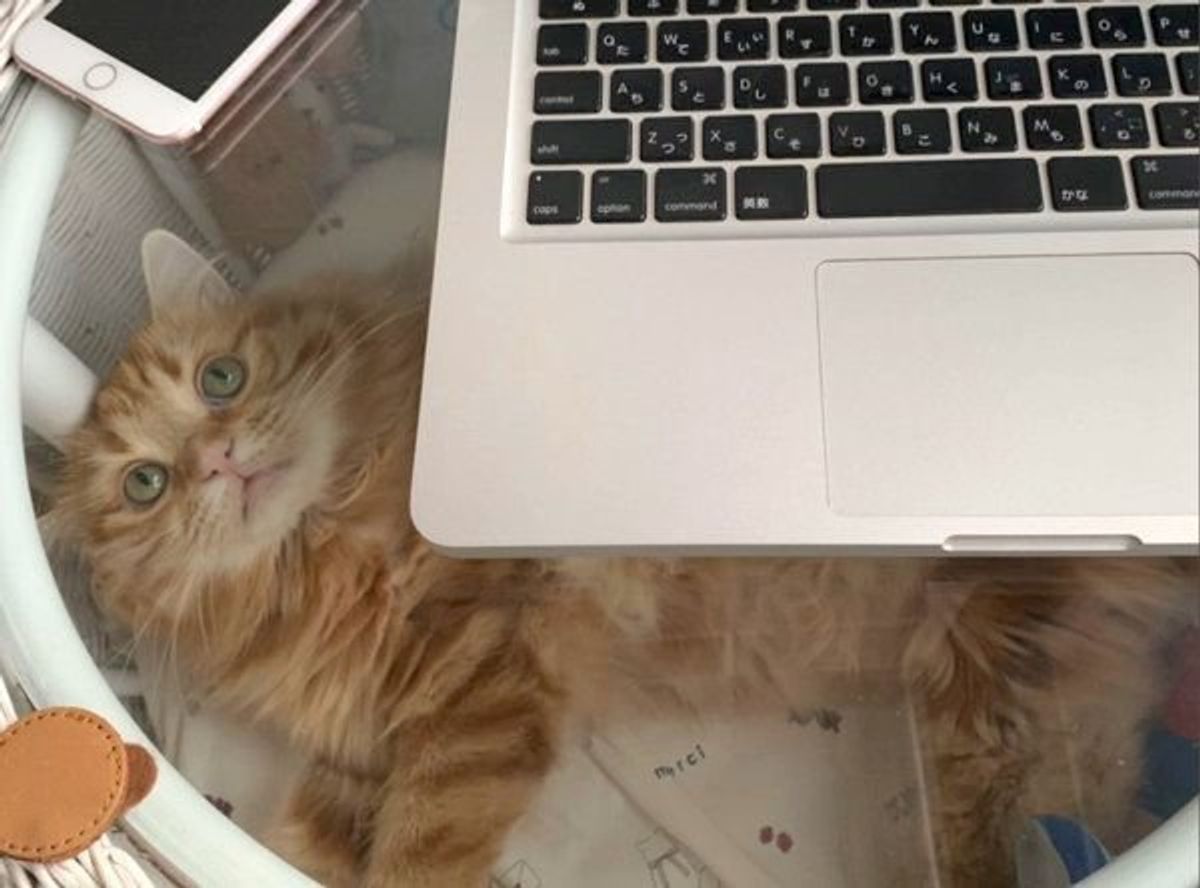 これは 間違いなく作業がはかどらないやつ 飼い主を誘惑する猫に釘付け ねこのきもちweb Magazine これは 間違いなく作業がはかどらないやつ 飼い主を誘惑する猫に釘付け ねこのきもちweb Magazine