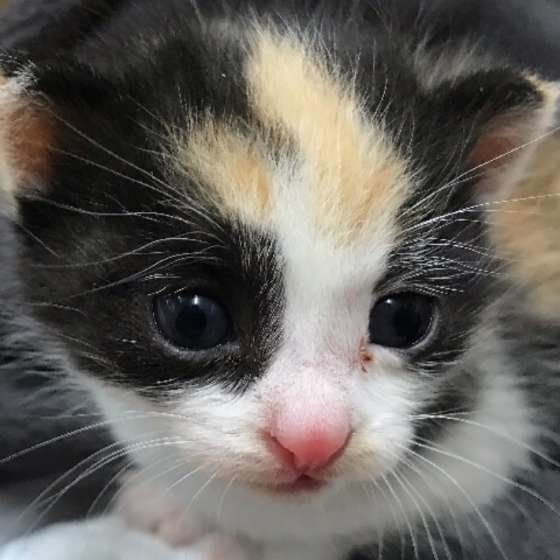 ミケのガブちゃん