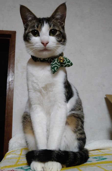 室内で座っている猫