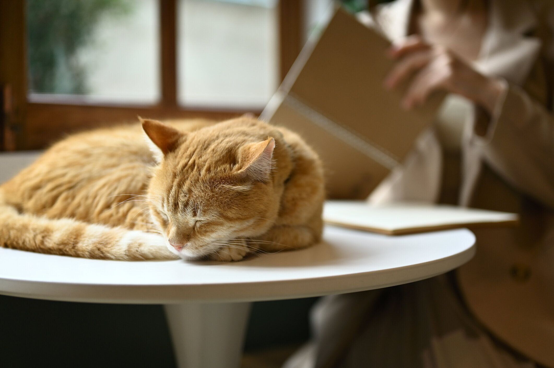 机の上で眠る茶白猫